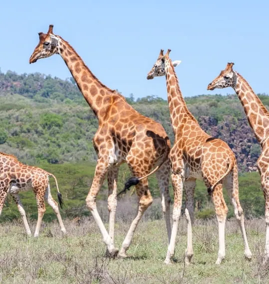 Kichaka Tours main image